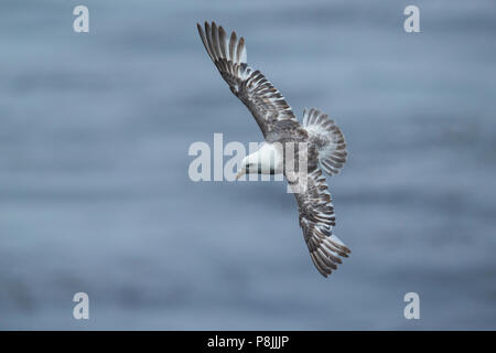 Battant le Fulmar boréal (sous-espèce du Pacifique) Banque D'Images