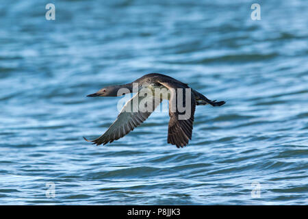 Plongeon catmarin Vol au-dessus de la mer Banque D'Images