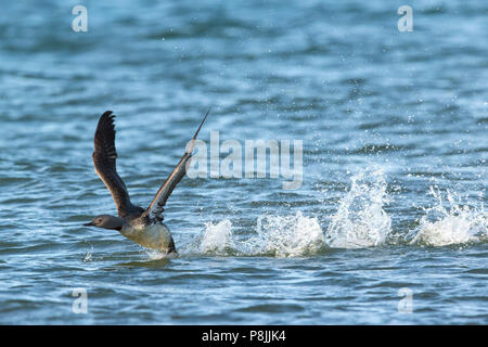 Plongeon catmarin Vol au-dessus de la mer Banque D'Images