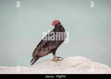 Urubu à tête rouge (Cathartes aura) debout sur la falaise Banque D'Images