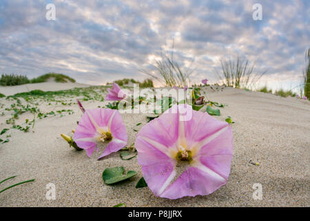 Les plantes à fleurs des champs dans la mer mobile sanddunes Banque D'Images