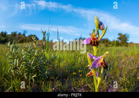 L'orchidée abeille dans dunevalley Banque D'Images