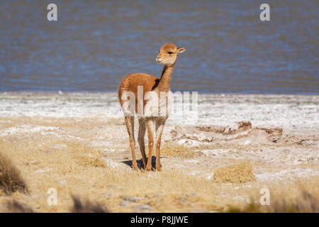 La vigogne (Vicugna vicugna) sur la rive du lac salé Salar de Surire dans les Andes Banque D'Images