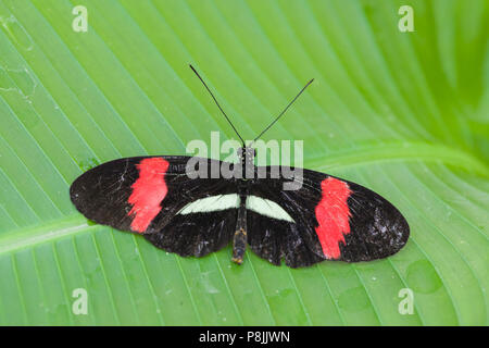 Papillon rouge Postman (Heliconius erato) assis sur une feuille de bananier avec des ailes déployées Banque D'Images