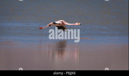 James's Flamingo (Phoenicoparrus jamesi) survolant la moitié salt lake congelé de Salar de Surire Banque D'Images