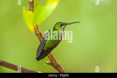 Green-couronné (Heliodoxa jacula) brillante femme assis sur branch Banque D'Images