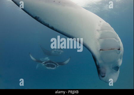 Les raies mantas à Hanifaru Bay, l'atoll de Baa, Maldives Banque D'Images