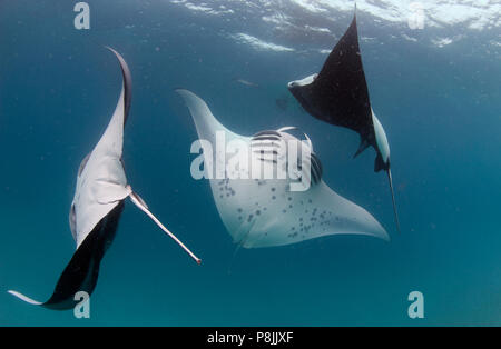 Les raies mantas à Hanifaru Bay, l'atoll de Baa, Maldives Banque D'Images