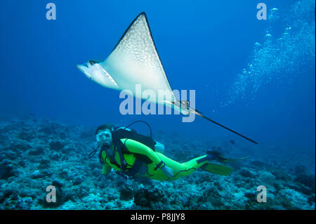 Eagle Ray au-dessus de récifs et diver Banque D'Images