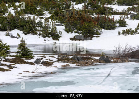 Vallée tourmentée, Skagway, Alaska, United States, USA, le mardi 22 mai, 2018. Banque D'Images