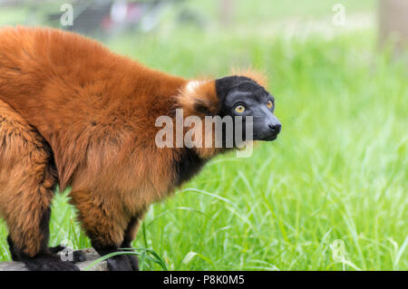 La Gélinotte rouge, le Varecia rubra Lemur Banque D'Images