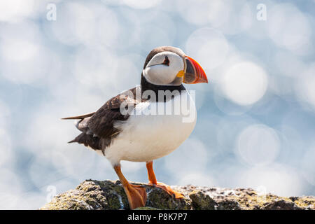 Puffin sur l'île de mai, Firth of Forth, Fife, Écosse Banque D'Images