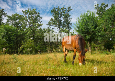 Mule dans de beaux pâturages Espagnol Banque D'Images