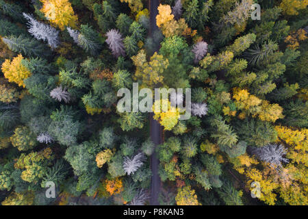 Vue aérienne de feuillage automne coloré de forêt boréale dans pays nordiques Banque D'Images