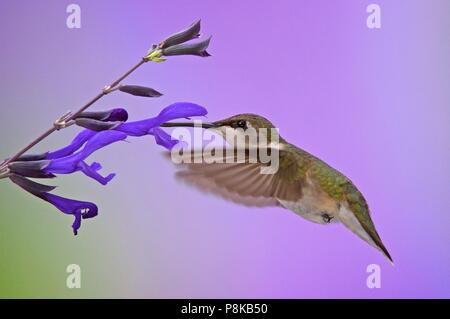 Une femelle colibri nectar boissons de l'oranger de Black & Blue sage. Banque D'Images