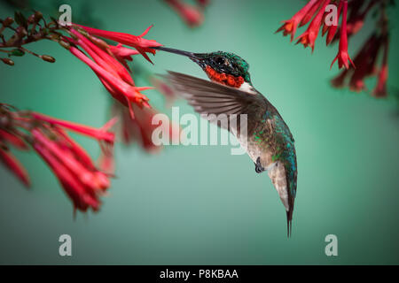 Un colibri à gorge rubis mâle plane en buvant le nectar des fleurs rouges dans le jardin. Banque D'Images