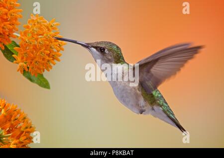 Une femelle colibri nectar boissons de l'asclépiade tubéreuse oranger une chaude journée d'été. Banque D'Images