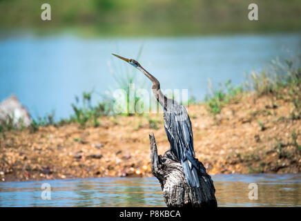 Vert - Serpent - chasse des oiseaux Banque D'Images