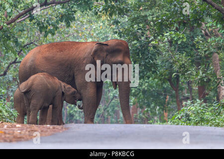 L'éléphant d'Asie, ou de l'éléphant d'Asie (Elephas maximus) troupeau errant dans Kuldia sanctuaire la faune dans l'Orissa en Inde Banque D'Images