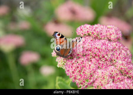 Papillon de paon (Aglais io) reposant sur la plante à fleurs Banque D'Images