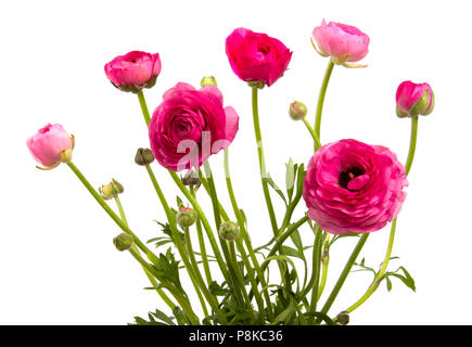 De belles fleurs renoncule rouge isolé sur fond blanc Banque D'Images