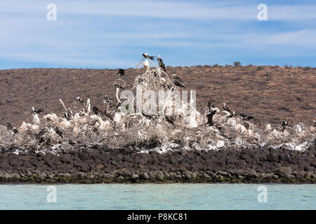 Frégate superbe, Isla Espiritu Santo, Mexique Banque D'Images