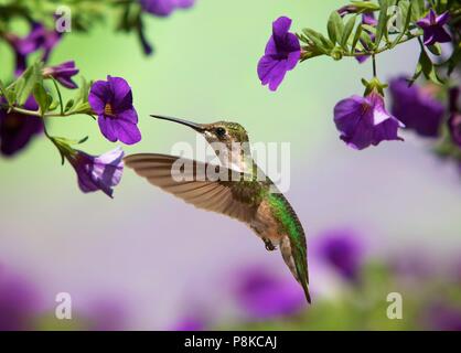 Un colibri à gorge rubis femelle planant et de boire le nectar des fleurs violettes. Banque D'Images