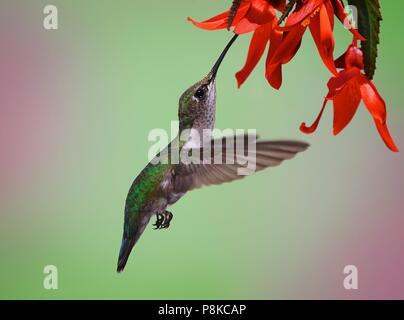 Ce gentil petit colibri à gorge rubis femelle avec un visage couvert de pollen par arrêté pour une gorgée d'une fleur rouge Banque D'Images