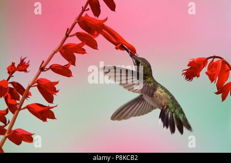 Un colibri à gorge rubis boire du nectar de la fleur pourpre écarlate d'un sage. Banque D'Images