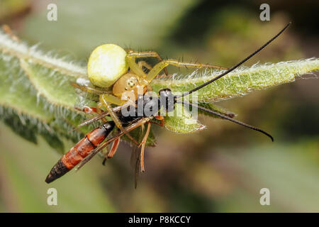 Araniella sp. avec araignée guêpe parasitoïde s'attaquent à l'ortie commune. Tipperary, Irlande Banque D'Images