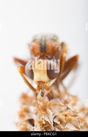 Myopa buccata Royaume-Uni Banque D'Images