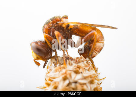 Myopa buccata Royaume-Uni Banque D'Images