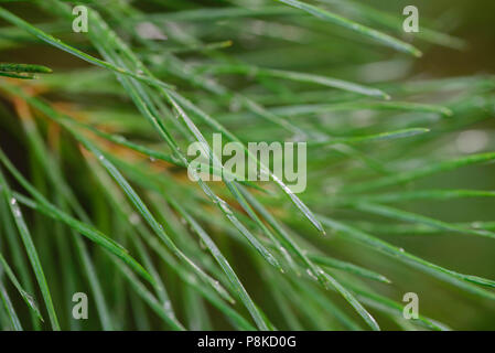 Gouttes de pluie sur des aiguilles de pin point sélective macro Banque D'Images