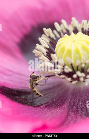 Hoverfly manger sur le pollen de pavot violet Banque D'Images
