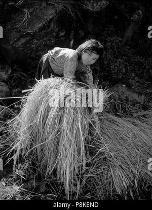 Jeune fille népalaise DE LA RÉCOLTE DU RIZ le long de la rivière BARUN - Makalu Barun CONSERVATION AREA, NÉPAL Banque D'Images