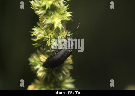 Epicauta Blister Beetle - août 9th, 2015 près de Brandon, SD Banque D'Images