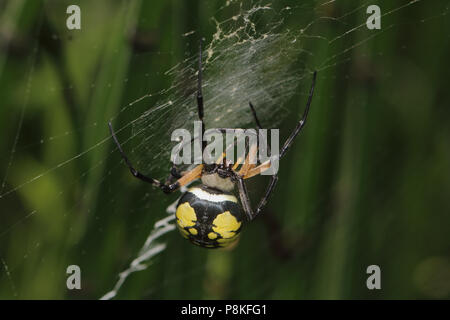 Jardin araignée jaune (Argiope aurantia) Août 10th, 2015 Motif EROS USGS, comté de Minnehaha, SD Banque D'Images