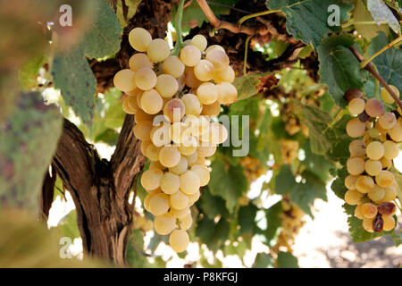 Golden raisins Muscat hanging on vine tard dans la saison. Premières étapes de beery rupture visible. Le Muscat Doré a une très forte saveur caractéristique Banque D'Images