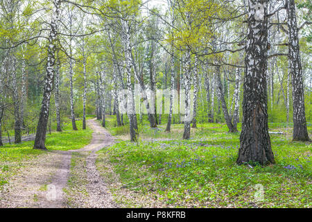 Forêt de bouleaux au début du printemps en Sibérie. Banque D'Images