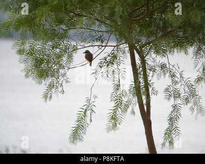 Un tyran quiquivi stans sur une branche d'arbre avec le lac San Roque en arrière-plan, la Villa Carlos Paz, Cordoba, Argentine. Banque D'Images