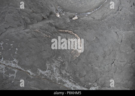 Amonites et des fossiles de la période jurassique et du patrimoine coast trouvés sur la plage à Ravenscar Yorkshire, UK Banque D'Images