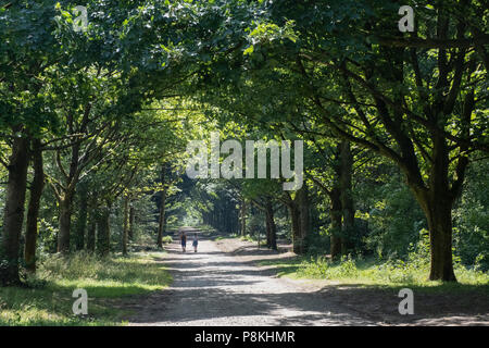 Deux personnes dans la distance avec dos à l'appareil photo marche loin vers le bas d'un pays tranquille allée cavalière entre les rangées d'arbres dans Rivington, Lancashire Banque D'Images