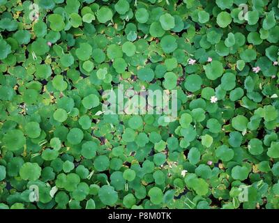 La société Shenyang Blower, la société Shenyang Blower, la Chine. Le 13 juillet, 2018. Shenyang, Chine-photographie aérienne de la plus grande piscine de lotus à Shenyang, Liaoning Province du nord-est de la Chine. Crédit : SIPA Asie/ZUMA/Alamy Fil Live News Banque D'Images