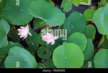 La société Shenyang Blower, la société Shenyang Blower, la Chine. Le 13 juillet, 2018. Shenyang, Chine-photographie aérienne de la plus grande piscine de lotus à Shenyang, Liaoning Province du nord-est de la Chine. Crédit : SIPA Asie/ZUMA/Alamy Fil Live News Banque D'Images