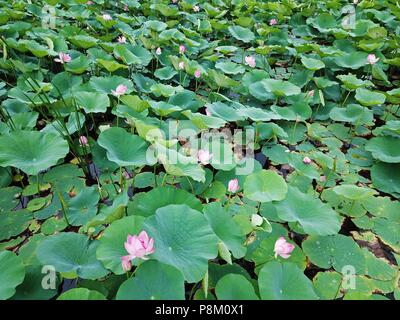 La société Shenyang Blower, la société Shenyang Blower, la Chine. Le 13 juillet, 2018. Shenyang, Chine-photographie aérienne de la plus grande piscine de lotus à Shenyang, Liaoning Province du nord-est de la Chine. Crédit : SIPA Asie/ZUMA/Alamy Fil Live News Banque D'Images