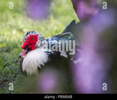 Un canard de Barbarie intérieure est en appui à la glycine floraison certains Eden Canardière à San Antonio, Texas. Banque D'Images