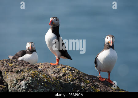 Trois macareux (Fratercula sp.) assis sur des rochers, île de mai, Firth of Forth, Fife, Écosse Banque D'Images