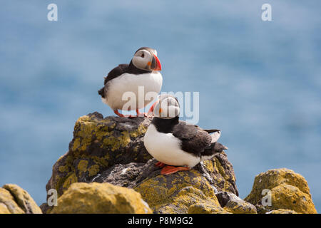 Deux macareux (Fratercula sp.) assis sur des rochers, île de mai, Firth of Forth, Fife, Écosse Banque D'Images