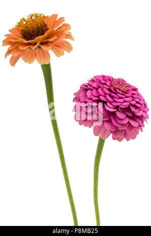 Deux fleurs de zinnia, isolé sur fond blanc Banque D'Images