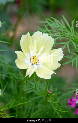 Cosmos bipinnatus 'Xanthos ' fleur. Aster mexicain Banque D'Images